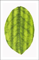 Walljar - Leaf - Muurdecoratie - Poster met lijst