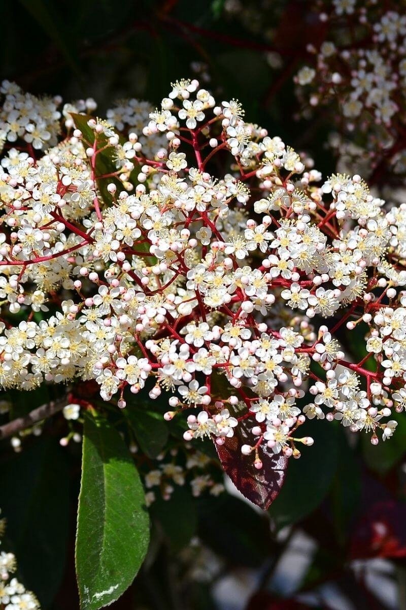 Jonge Glansmispel Boom | Photinia fraseri 'Red Robin' | 100-150cm hoogte