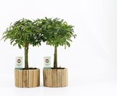 Kamerplanten van Botanicly – 2 × Vingerboom – Hoogte: 35 cm – Schefflera arboricola Luseana