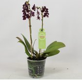 Orchidee van Botanicly – Vlinder orchidee – Hoogte: 40 cm, 2 takken – Phalaenopsis multiflora Nightfall