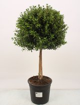 Boom van Botanicly – Myrtus communis – Hoogte: 65 cm