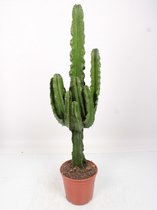 Cactus van Botanicly – Cowboycactus – Hoogte: 95 cm – Euphorbia ingens