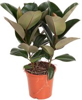 Kamerplant van Botanicly – Rubberboom – Hoogte: 60 cm – Ficus Elastica Robusta