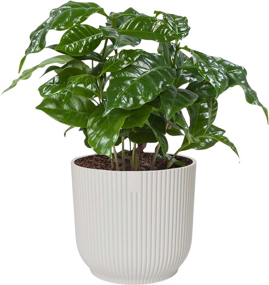 Mama's Planten - Koffieplant (‘Coffea Arabica’) In ELHO Vibes Fold Sierpot (zijdewit) - Vers Van De Kweker - ↨ 25cm - ⌀ 14cm