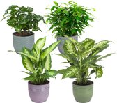 FloriaFor - Combibox Met Kamerplanten In Bergamo Keramiek - - ↨ 25cm - ⌀ 12cm