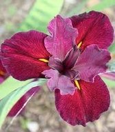 Rode louisiana lis (Iris Louisiana 'red' ) - Vijverplant - 3 losse planten - Om zelf op te potten - Vijverplanten Webshop