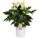 Anthurium White Champion in sierpot Medan (wit) – ↨ 50cm – ⌀ 16cm