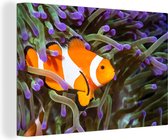 Tableau sur toile Poisson clown en corail violet - 30x20 cm - Décoration murale