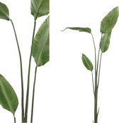 PTMD  leaves plant groen bird of paradise blad tak