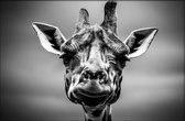 Walljar - Giraffe - Dieren poster