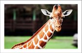 Walljar - Cute Giraffe - Dieren poster