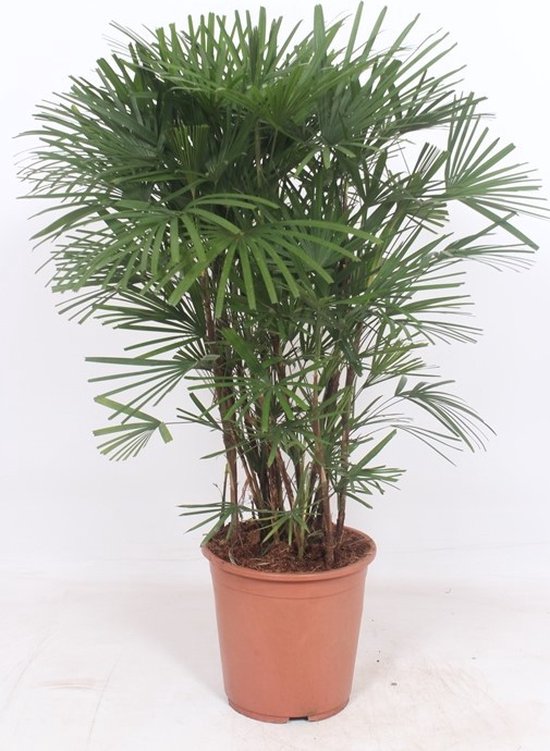 Kamerplant van Botanicly – Bamboepalm – Hoogte: 110 cm – Rhapis humilis