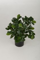 Ficus Retusa Panda plant - kamerplant - zijdenplant - topkwaliteit kunstplant - 38 cm hoog