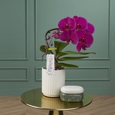 Balletto Pivot orchidee paars in Molise witte pot | Ø 12 cm | ↕ 40-45 cm