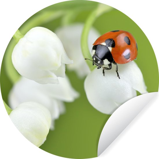 WallCircle - Stickers muraux - Cercle Papier Peint - Gros Plan d'une Coccinelle sur le Muguet - 30x30 cm - Cercle Mural - Auto Adhésif - Sticker Papier Peint Rond