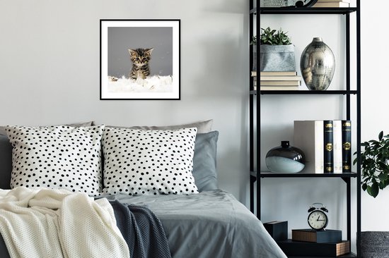 Affiche avec cadre Chat - Chaton - Ressorts - 40x40 cm