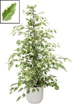 Ficus benjamina 'Twilight' in ELHO Vibes Fold Rond sierpot  (zijdewit) ↨ 105cm - planten - binnenplanten - buitenplanten - tuinplanten - potplanten - hangplanten - plantenbak - bomen - plante
