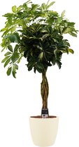 Schefflera Gold Capella multivlecht met Elho brussels soap ↨ 120cm - hoge kwaliteit planten