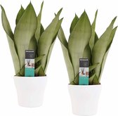 Duo Sansevieria Moonshine met Anna White potten ↨ 30cm - 2 stuks - hoge kwaliteit planten
