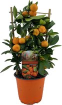 Kamerplant van Botanicly – Citrus Calamondin – Hoogte: 40 cm