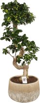 Bonsai van Botanicly – Ficus ginseng Bonsai – Hoogte: 50 cm