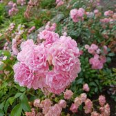 3x Rosa "The Fairy" | Bodembedekkende rozenstruik | Winterhard | Roze bloemen | Kale wortel planten | Leverhoogte 25-40cm