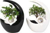 Bonsai van Botanicly – 2 × Bonsai Mix – Hoogte: 20 cm