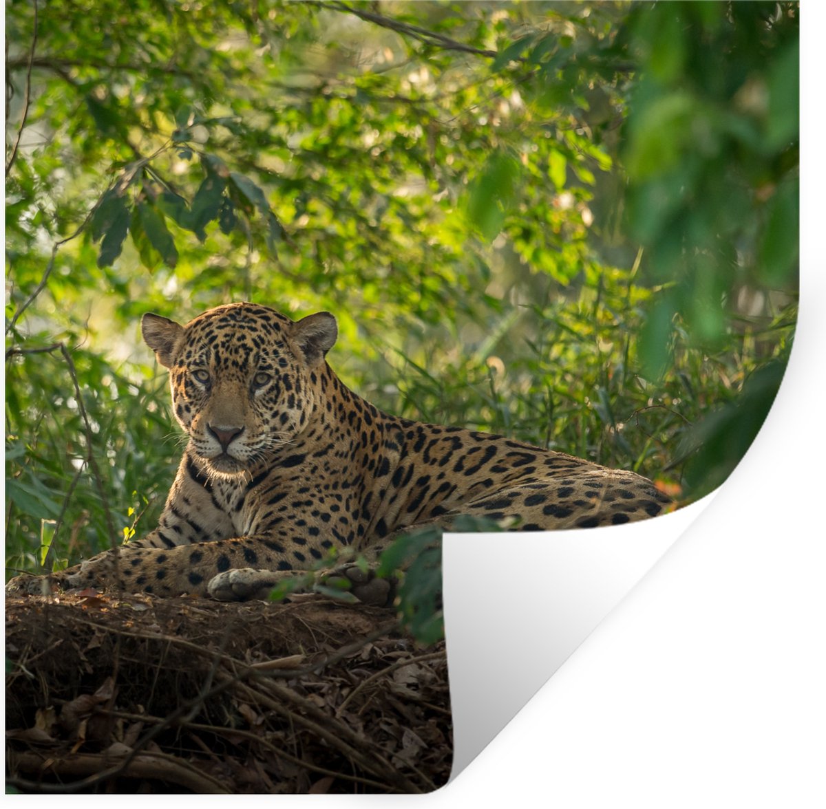 Muurstickers - Sticker Folie - Jaguar in de jungle - 30x30 cm - Plakfolie - Muurstickers K