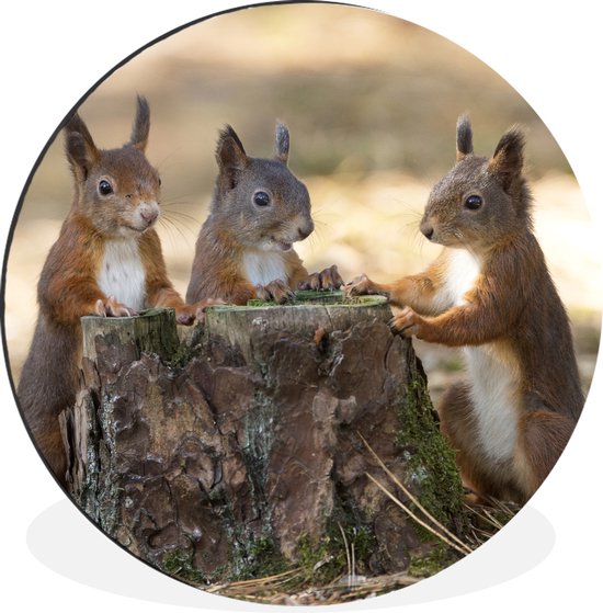 WallCircle - Wandcirkel - Muurcirkel - Drie eekhoorns rond afgehakte boom - Aluminium - Dibond - ⌀ 30 cm - Binnen en Buiten
