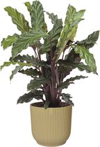 Kokodama Begonia Maculata - Hoogte ↕ 25cm - Pot ∅ 17cm