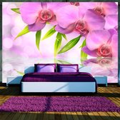 Fotobehang - Orchids in lilac colour.