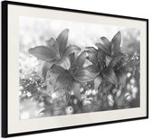 Dark Lillies