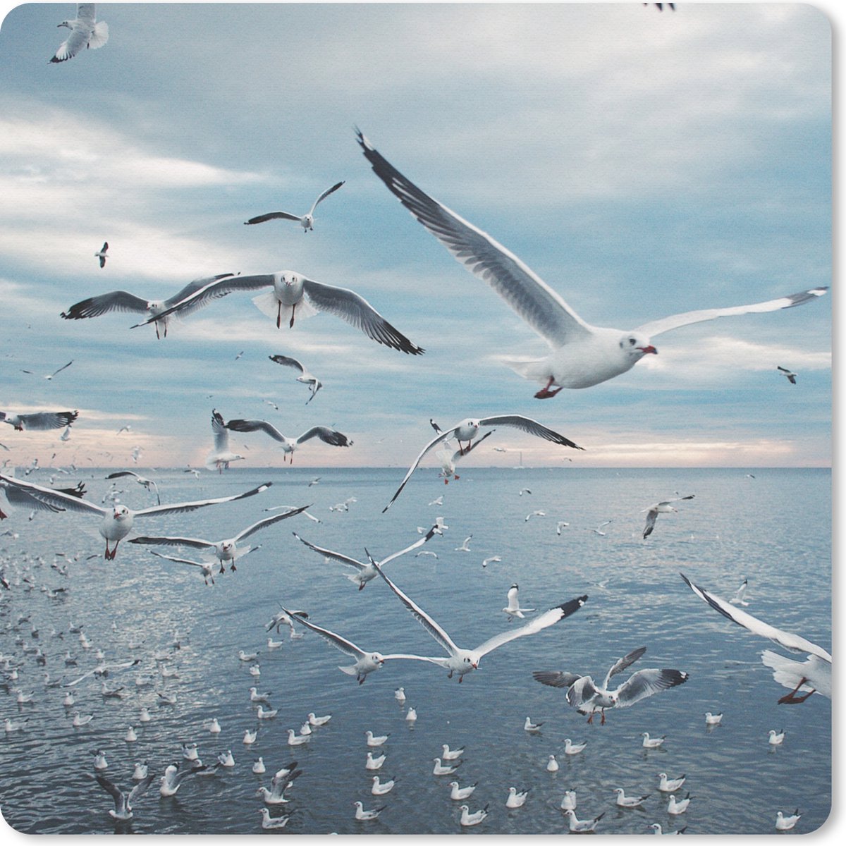 Muismat 20x20 cm - Mousepad Vogel - Zee - Zwerm - Muismatten