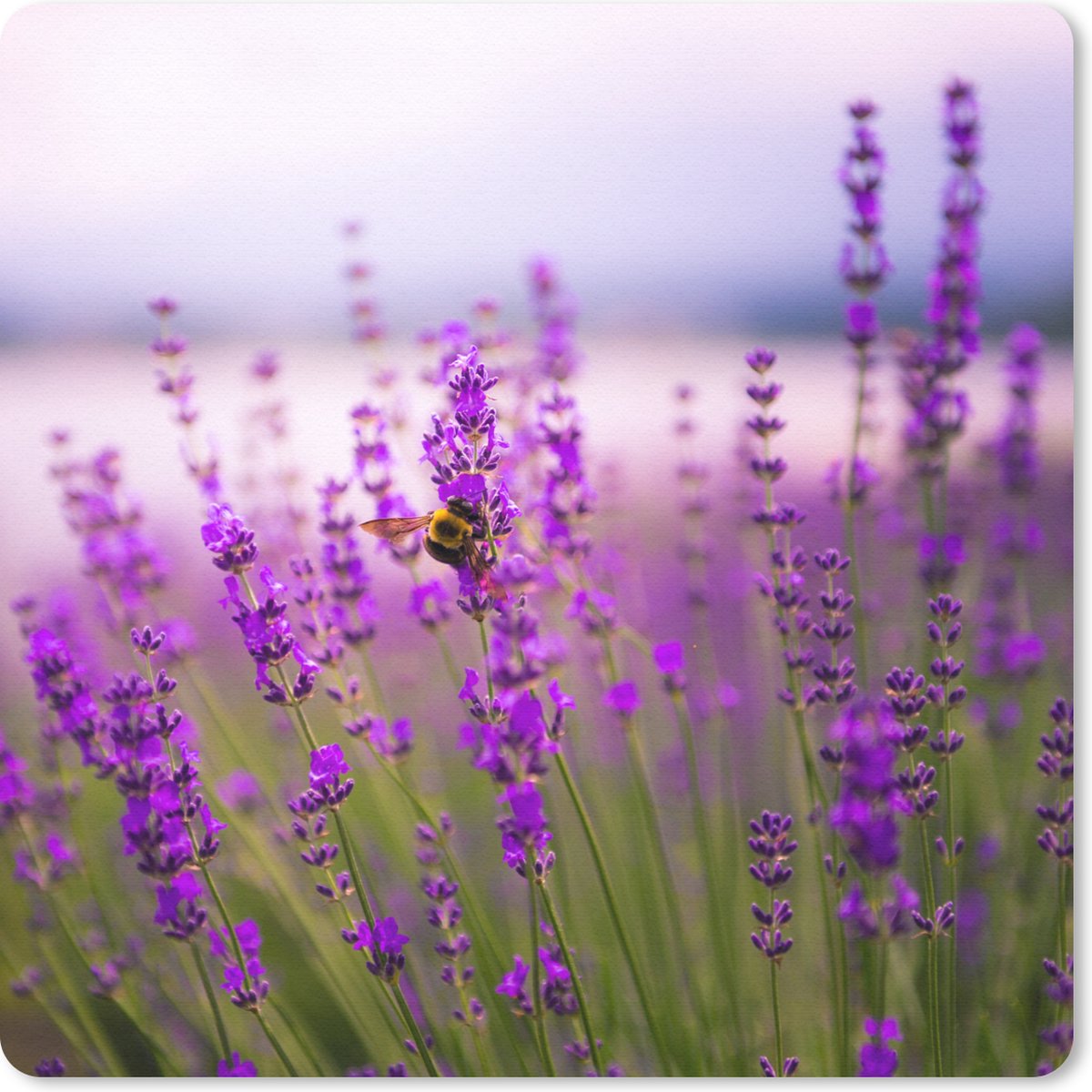 Muismat 30x30 cm - Mousepad Lavendel met bij - Muismatten