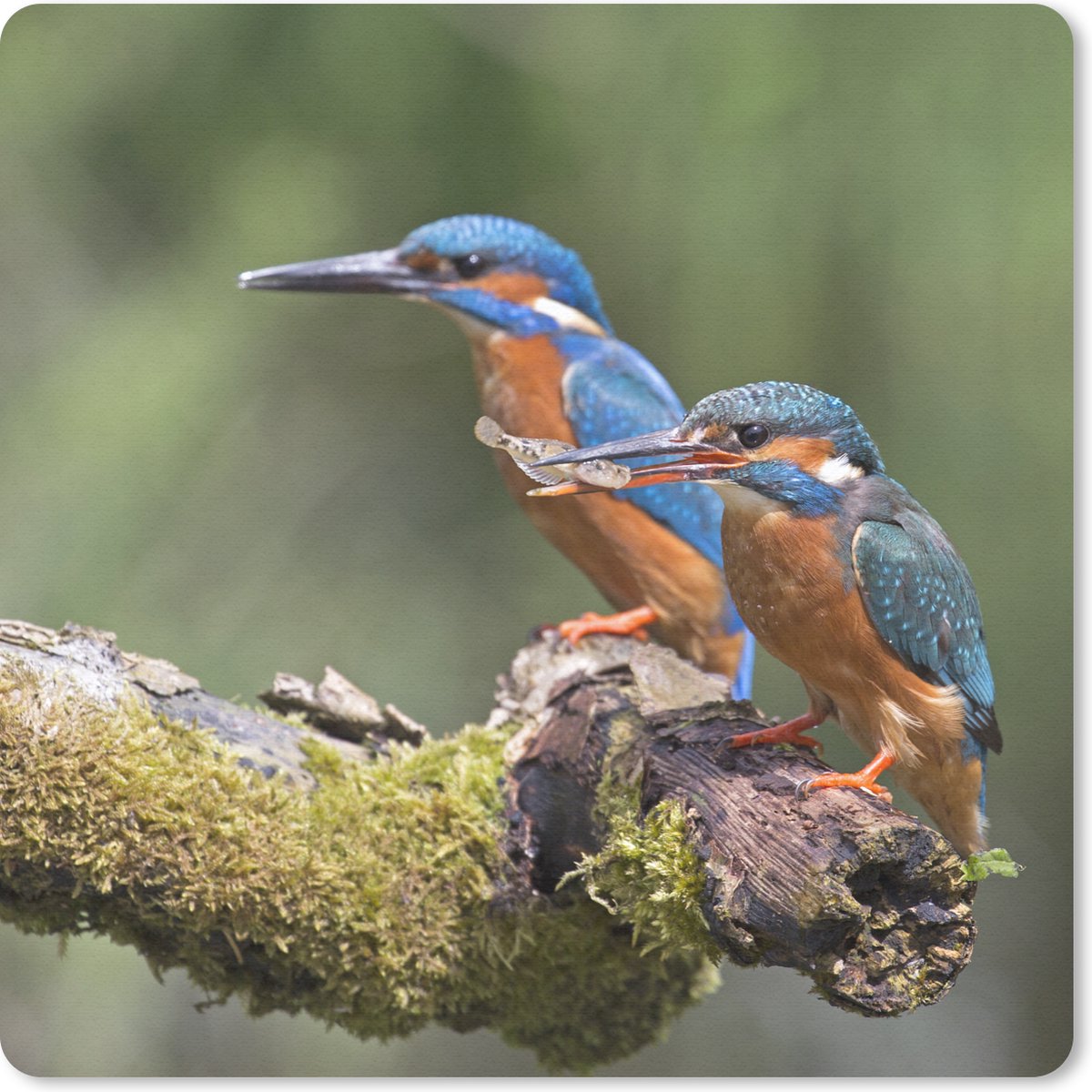 Muismat 30x30 cm - Mousepad IJsvogels - Vis - Tak - Muismatten