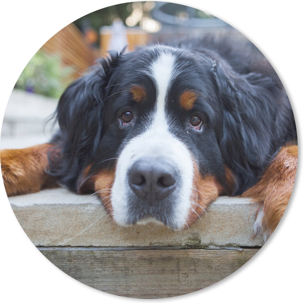 Muismat rond 40x40 cm - Mousepad Schaduwrijke Bernese Sennenhond - Ronde muismatten