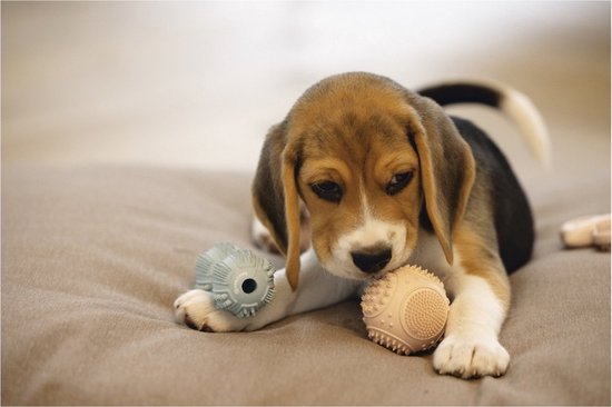 Beeztees Puppy Dental Halter - Jouet pour chien - caoutchouc - Vert - 9x4x4