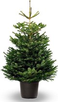 Plant&More - Kerstboom  Fraseri - 130-140cm