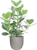 FloriaFor - Clusia Princess In Mica Sierpot Jimmy (lichtgrijs) - - ↨ 50cm - ⌀ 18cm