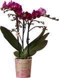 Paarse phalaenopsis orchidee met groene bladeren in een pot met bloemenprint.