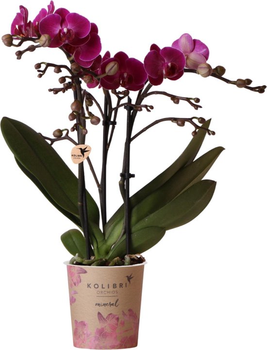 Paarse phalaenopsis orchidee met groene bladeren in een pot met bloemenprint.