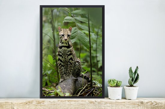 Cadre photo avec affiche - Ocelot du Costa Rica - 40x60 cm - Cadre pour affiche
