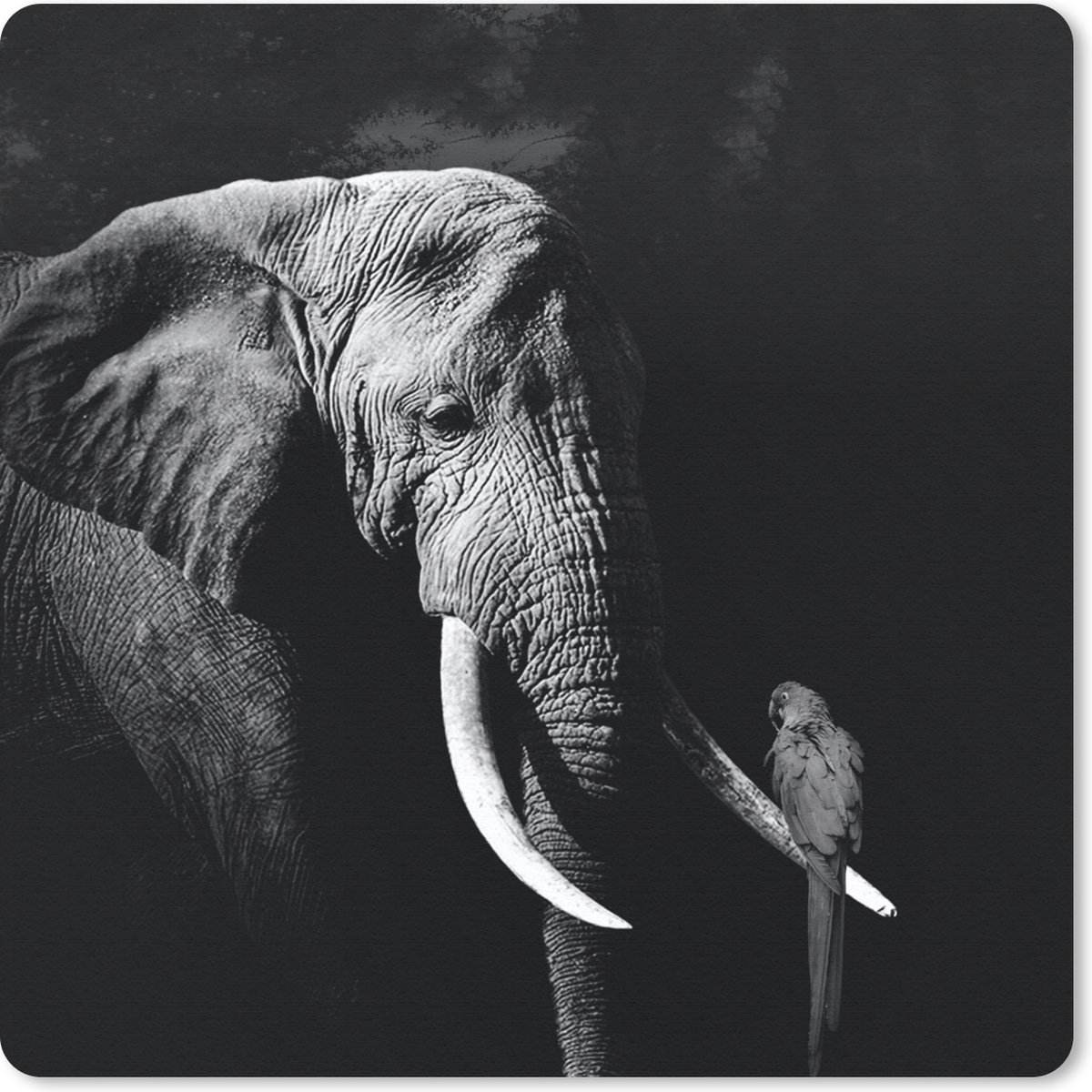 Muismat 30x30 cm - Mousepad Olifant - Papegaai - Tanden - Zwart - Wit - Muismatten