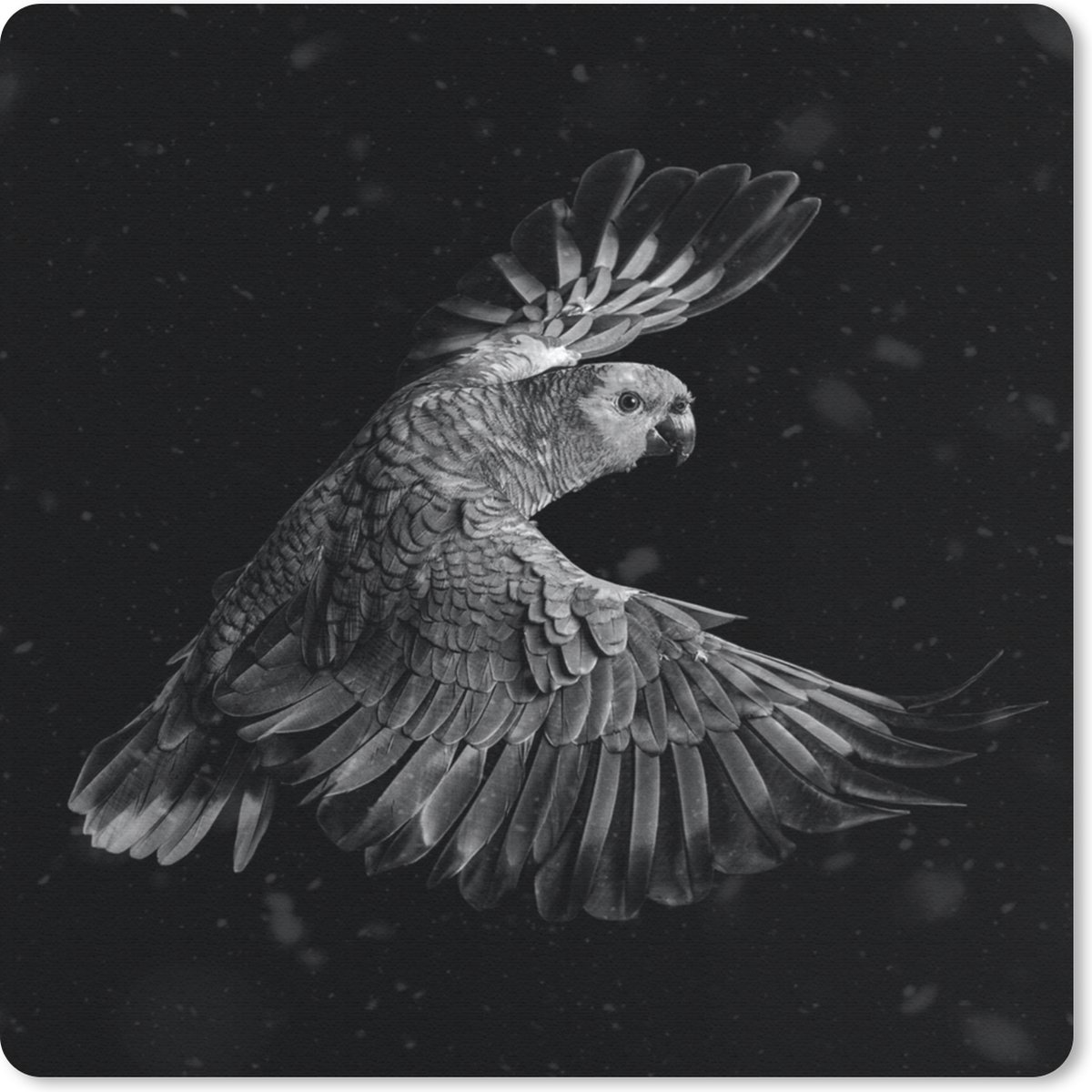 Muismat 30x30 cm - Mousepad Vliegende papegaai met gouden veren op een zwarte achtergrond - zwart wit - Muismatten