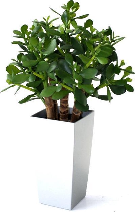 Maxifleur - Crassula vetplant 40cm