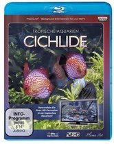 Tropische Aquarien - Cichlide