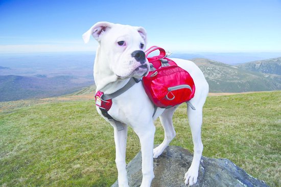 Kurgo Dog Backpack Baxter Blue