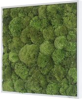 Stylegreen Verticale tuin – Pole moss – 55 x 55cm