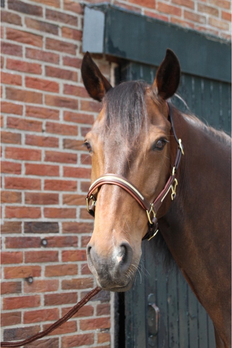 MHS Licol Cuir Poney Brillant Zwart / Rose