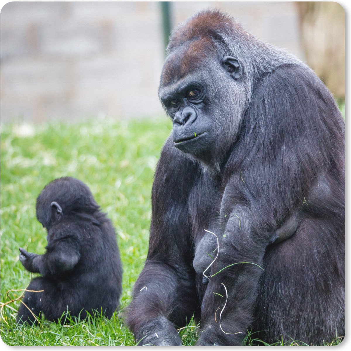 Muismat XXL - Bureau onderlegger - Bureau mat - Een grote Gorilla met zijn baby - 80x80 cm - XXL muismat